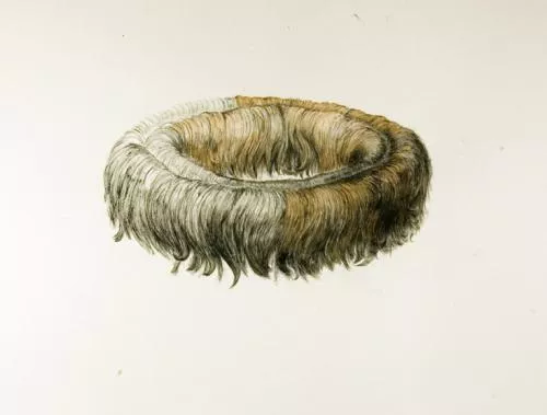 Jody Zimmer, Circle of Hair, Ink on watercolo.ur paper 22 x 30 in; 55.8 x 76.2 cm Jody Zimmer, Circle of Hair, Ink on watercolo.ur paper 22 x 30 in; 55.8 x 76.2 cm