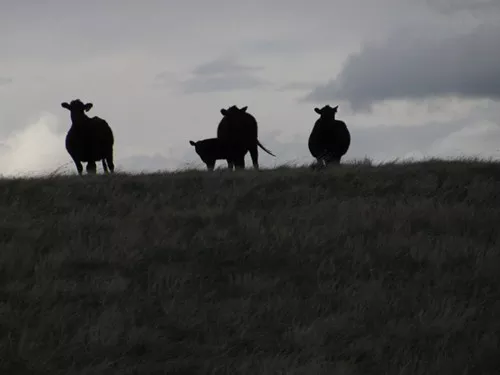 Montana Moocows