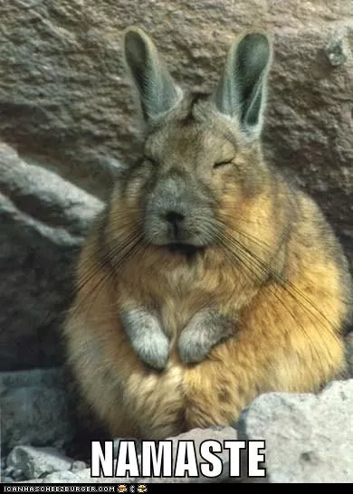 Our zen bunny was black.