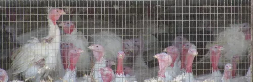 turkey.jpg