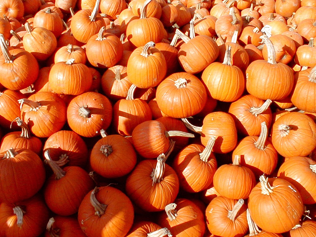 Pumped about pumpkins | The Feed