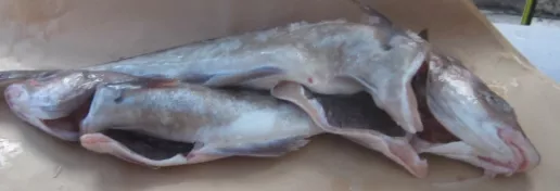 fishtop.jpg