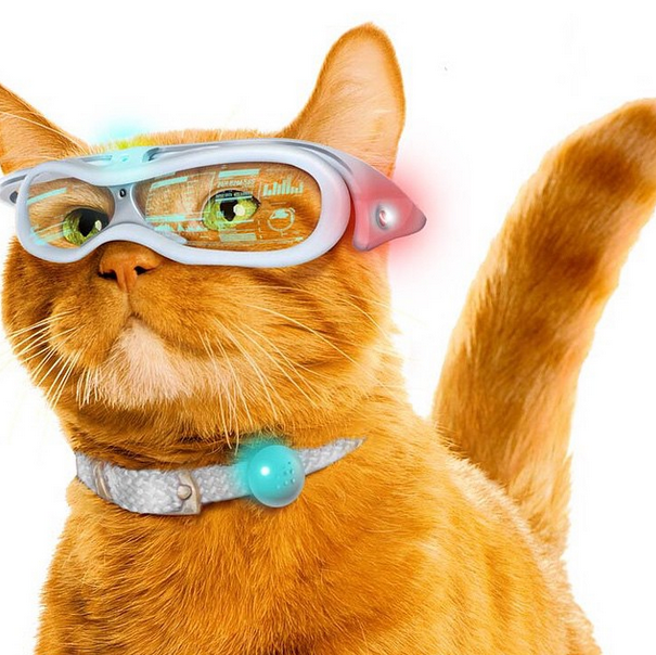 morris_the_cat.jpeg