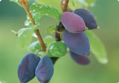 The little berry that could/can/will