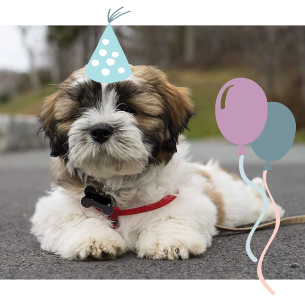 gifts for new puppy owners