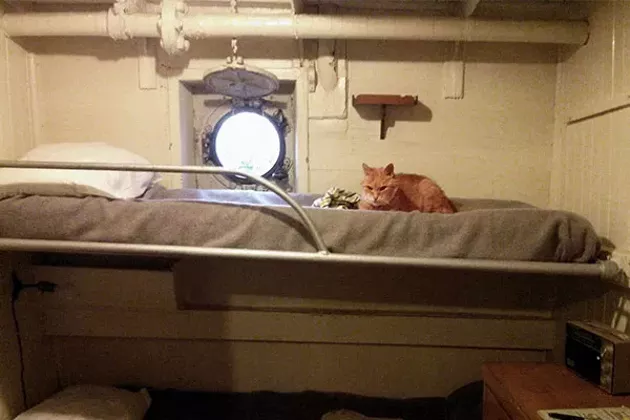 The legend of Erik the Red Pets Halifax, Nova Scotia