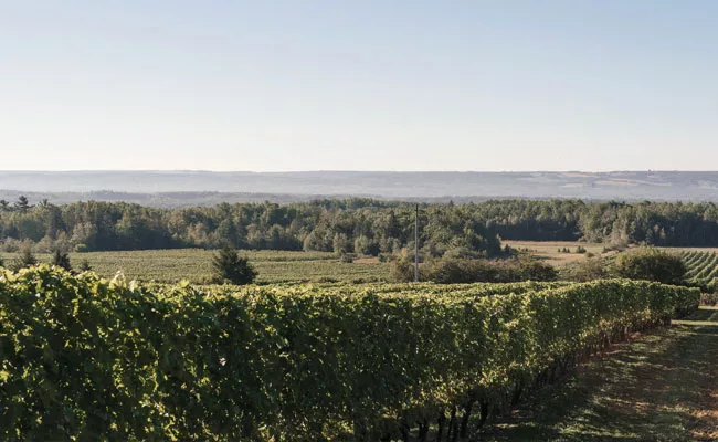 Nova Scotia’s grape growth mindset