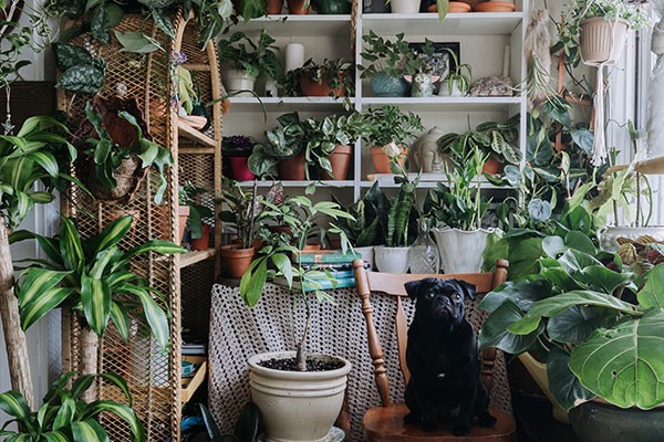 House Full of Plants’ secret garden