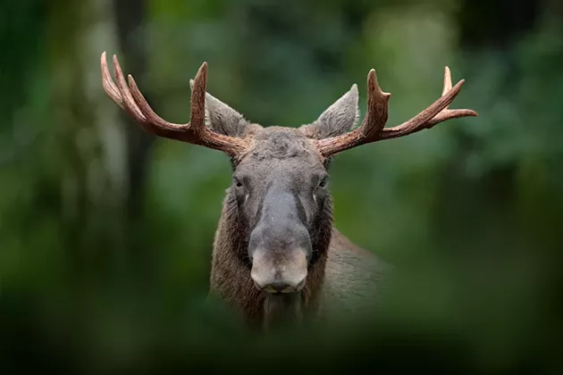 America's National Rifle Association sets its sights on Halifax history with the Wild Game Donair.