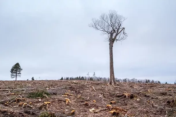 Everything wrong with Nova Scotia’s forestry review