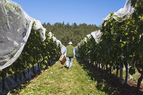 Stonehill Vineyard's founder Walter Wuhrer puts in the work - MEGHAN TANSEY WHITTON