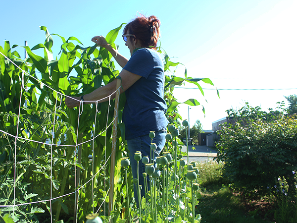 Getting urban garden projects off the ground is a challenge for local groups
