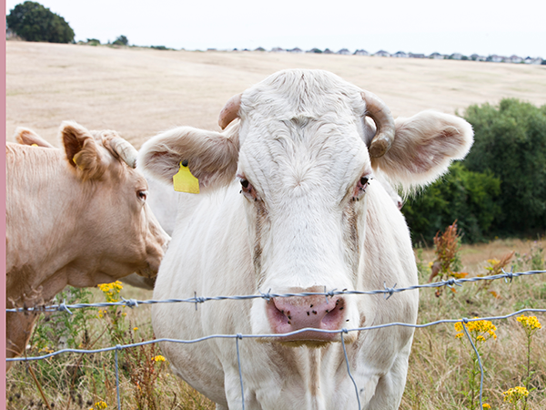 New IPCC report flags diet and land-use changes to curb climate chaos