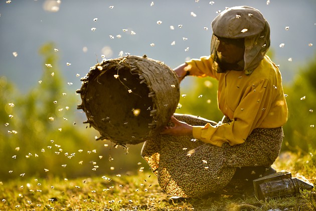 Equal part environmental rally cry and slice-of-life story, Honeyland shares the story of Europe's last female wild bee keeper. - VIA HONEYLANDFILM.COM