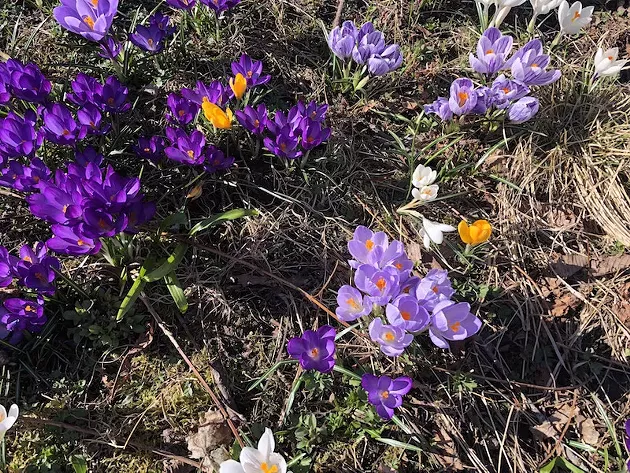 crocus.jpg