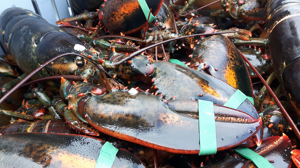 Lobster was once a poor person's food. It was used for fertilizer, fish bait and was fed to prisoners. Now it's considered a delicacy and has become a billion-dollar industry in Nova Scotia.