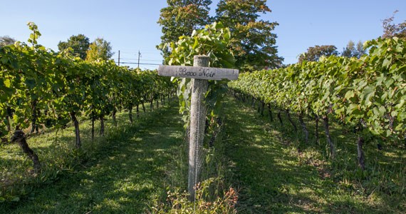 A rolling field of Baco Noir grapes at Blomidon Winery. - SCOTT BLACKBURN