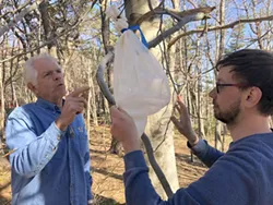 Weevil researchers Jon Sweeney (left) and Jakub Goczal check the sleeve cage tied to a European beech tree at Point Pleasant Park. (You've already endured enough weevil puns, so we decided to branch out in a different direction on this caption.) - THE COAST