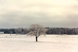 A eulogy for The Shubie Tree