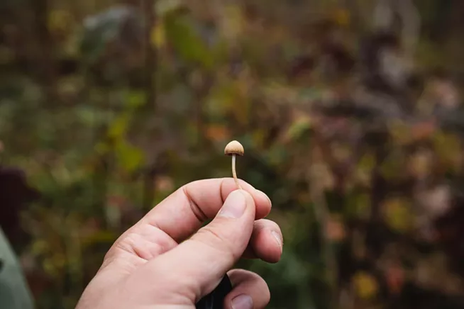 Psychedelics are becoming big business. Is Nova Scotia ready?