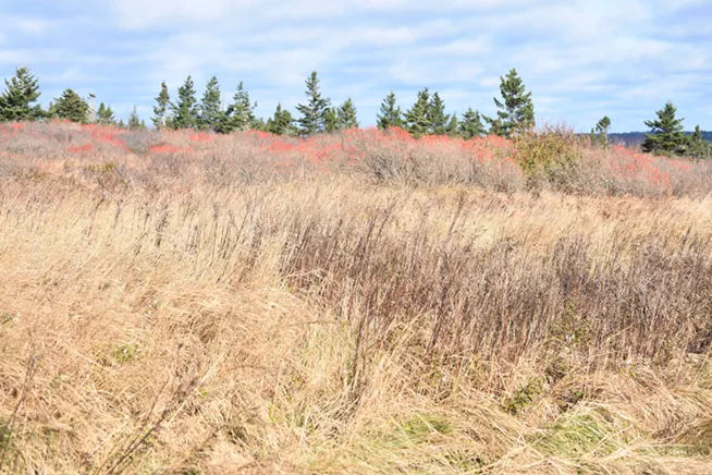 Military facility at Hartlen Point could ruin area for birding, surfing, fishing