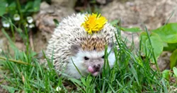 Hedgehogs are actually a lot like cats: They hiss, purr and use a litter box. - ELIZABETH MACKAY