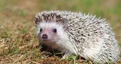 When shedding quills, hedgehogs can get cranky. - HANNAH BENNETT