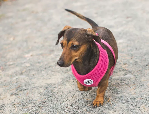 Peanut the dachshund at Point Pleasant, working up an appetite. “Peanut likes steak,” says Andre. “No wieners.” - DYLAN CHEW
