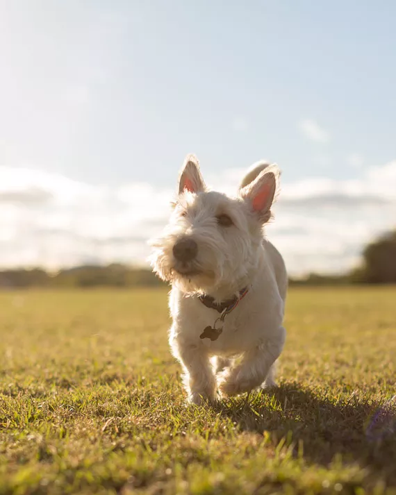 “My dog is constantly trying to overcompensate for his disproportionate features,” says owner Julia about her Scottish terrier Hamish, here seen exploring Needham Park with Julia and James. - DYLAN CHEW
