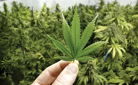 The ruthless capitalism at work in cannabis dispensaries