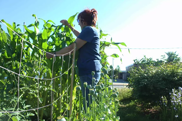 Helen Sinclair loves to watch the sun go down at the Prescott Street community garden. - VICTORIA WALTON
