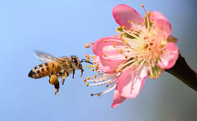 Bees? - ISTOCK