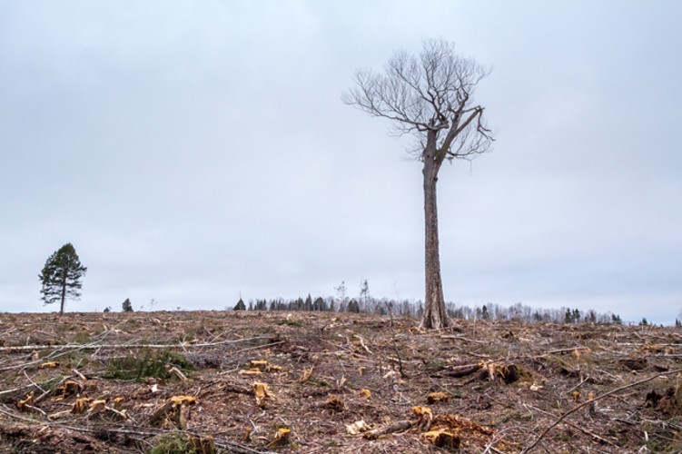 A lone hardwood “legacy tree” on private land in Halifax County stands amid the total destruction of mixed-species Acadian forest that used to surround it. - ECOLOGY ACTION CENTRE