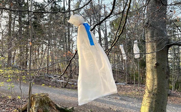 Beech bags at Point Pleasant Park give bug science a Halloween vibe.