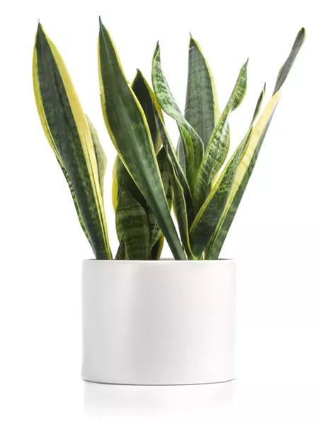adobestock_44785977.jpeg