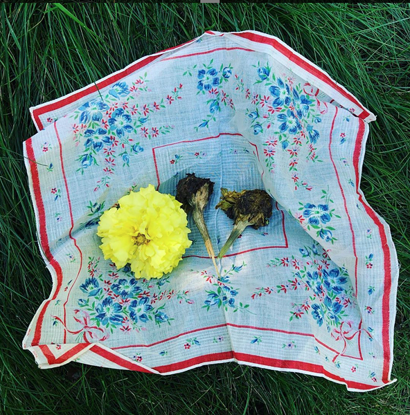 Seeds from this marigold will be added to the custom Halifax seed mix for redistribution next spring. - THE SEED SAVING PROJECT