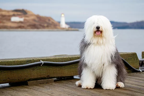 wetnose-4.jpg