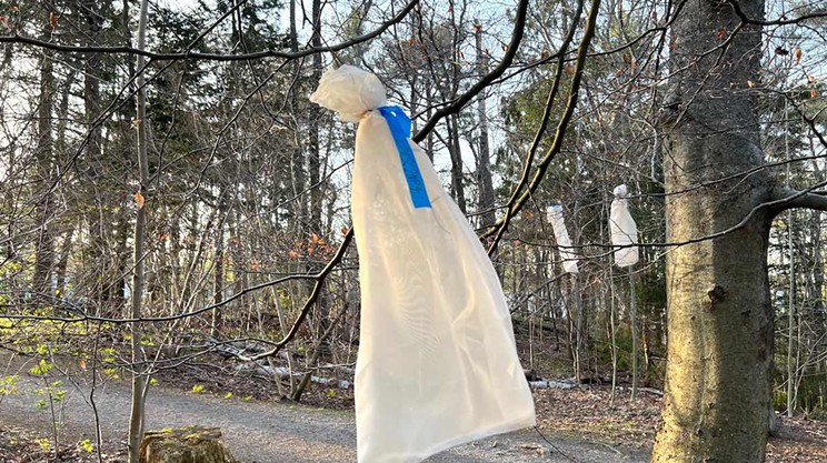How bags of bugs might help save some Halifax trees
