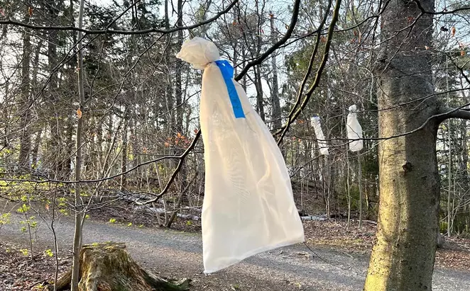 How bags of bugs might help save some Halifax trees - Vimarsana News