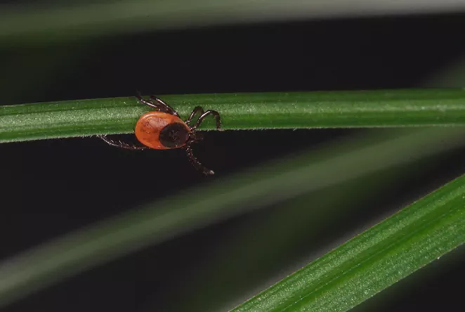 Brace yourself for a longer fall tick season in Nova Scotia - Vimarsana News