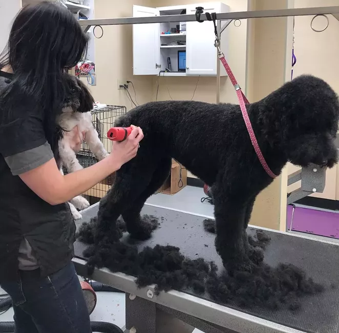 Best Dog Groomer 2022 - Vimarsana News