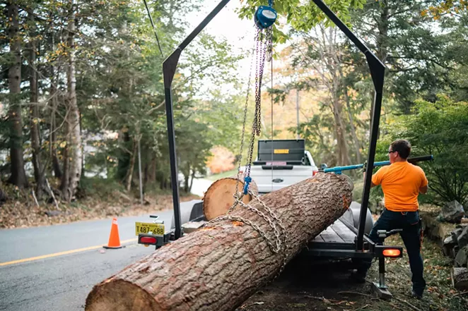 The importance of urban timber salvage - Vimarsana News