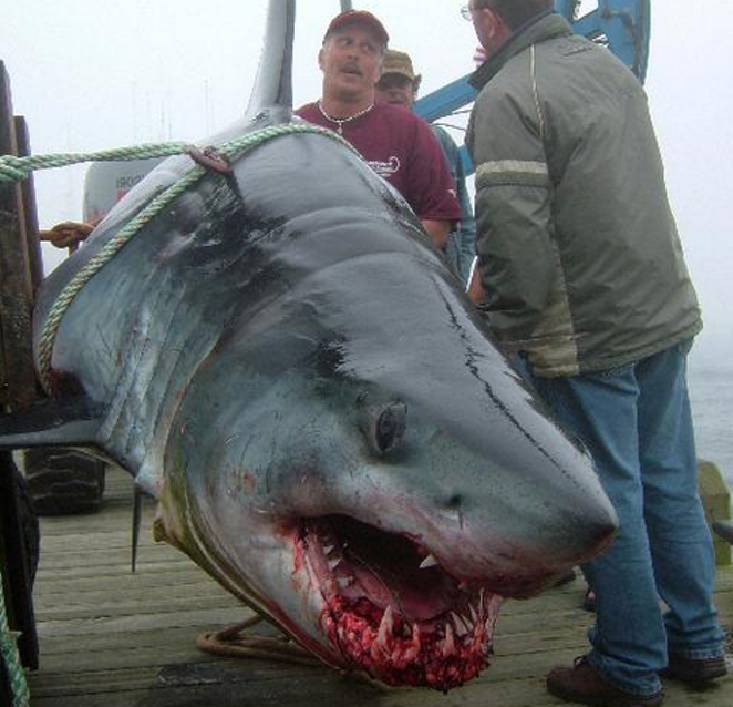 Огромная акула. Большая белая акула ест человека. Самая большая акула есть людей.