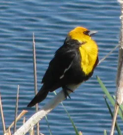 What is this handsome bird?