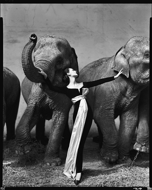 “Dovima with Elephants, at Cirque D’Hiver, Paris,” August, 1955, by Richard Avedon, whose work is on display at the Center for Creative Photography through May 11.