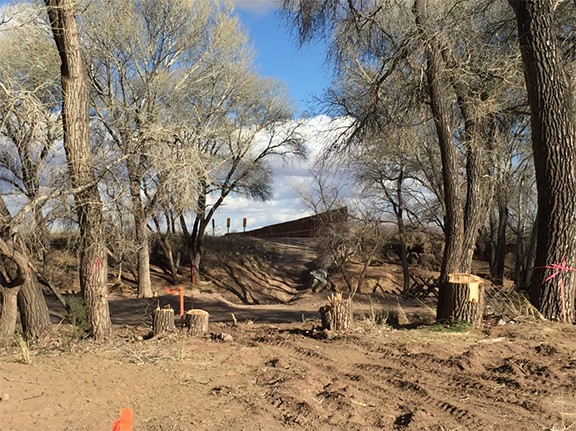 Cottonwood trees at the San Pedro River were cut down to make way for the border wall.