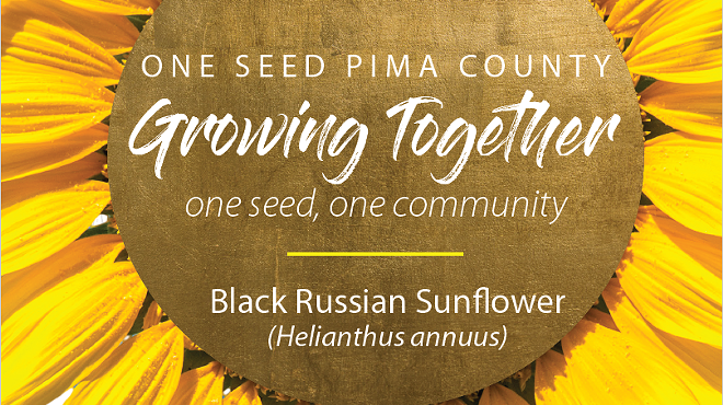One Seed Pima County: Blooming Black Russian Sunflowers