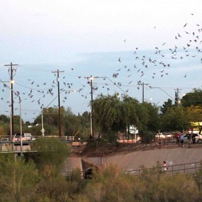 See the colony of bats under Campbell bridge