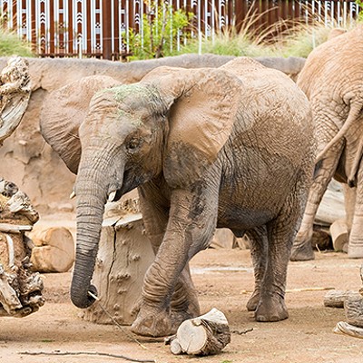 Celebrate Nandi the elephant’s birthday this Sunday