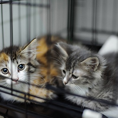 PACC Takes in Over 50 Animals in Hoarding Case